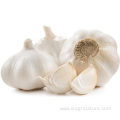 Fresh Top Class 5.5 cm White Garlic